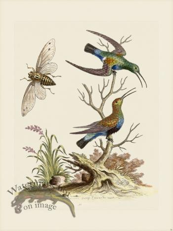 Edwards 036 Black belly'd Green